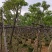 骨架黄花槐7～12公分基地直销规格齐全欢迎老板来电