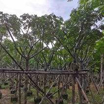 骨架黄花槐7～12公分基地直销规格齐全欢迎老板来电