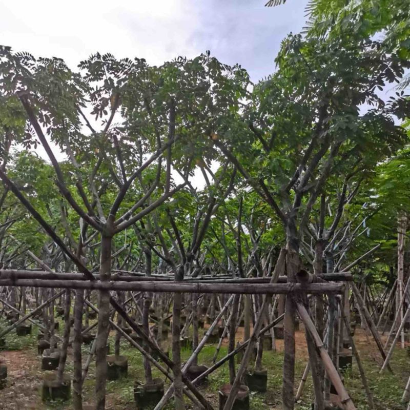 骨架黄花槐7～12公分基地直销规格齐全欢迎老板来电