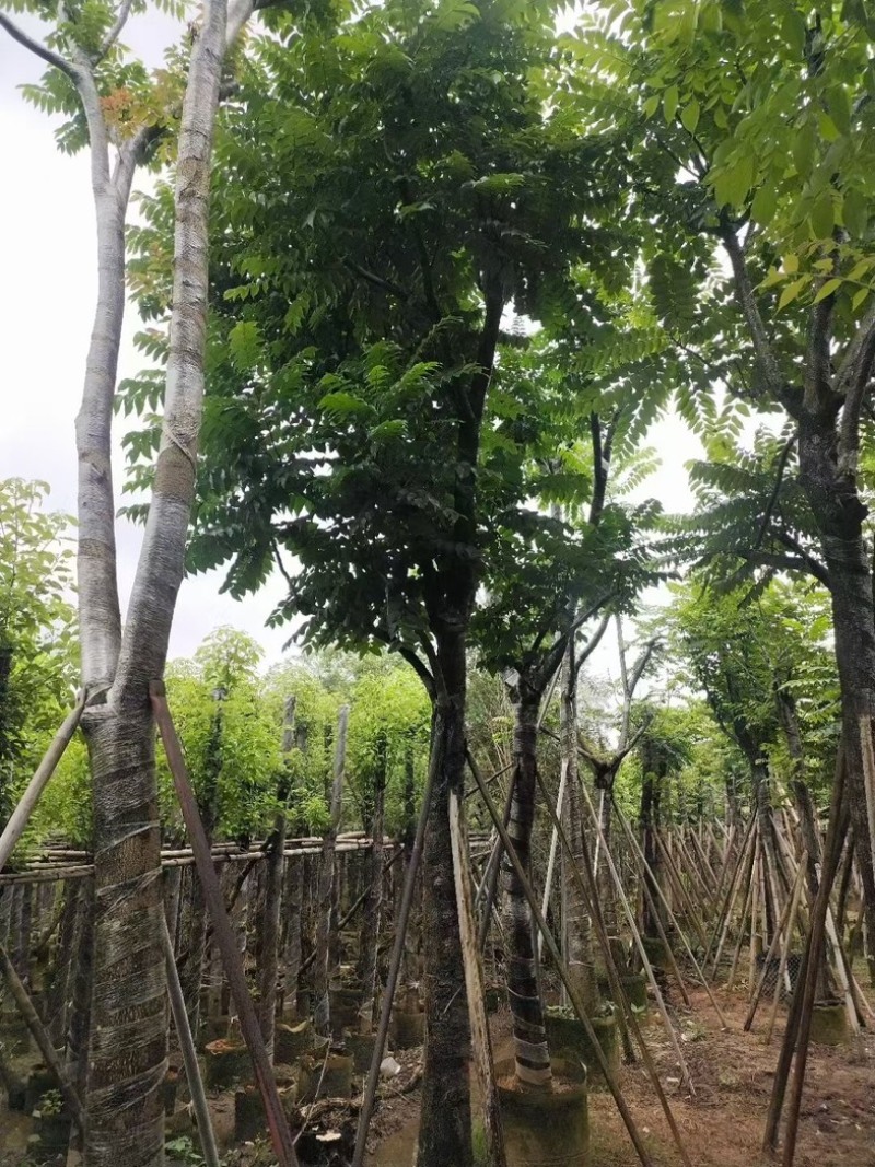 骨架光杆麻楝8-15公分基地直销规格齐全欢迎老板来电