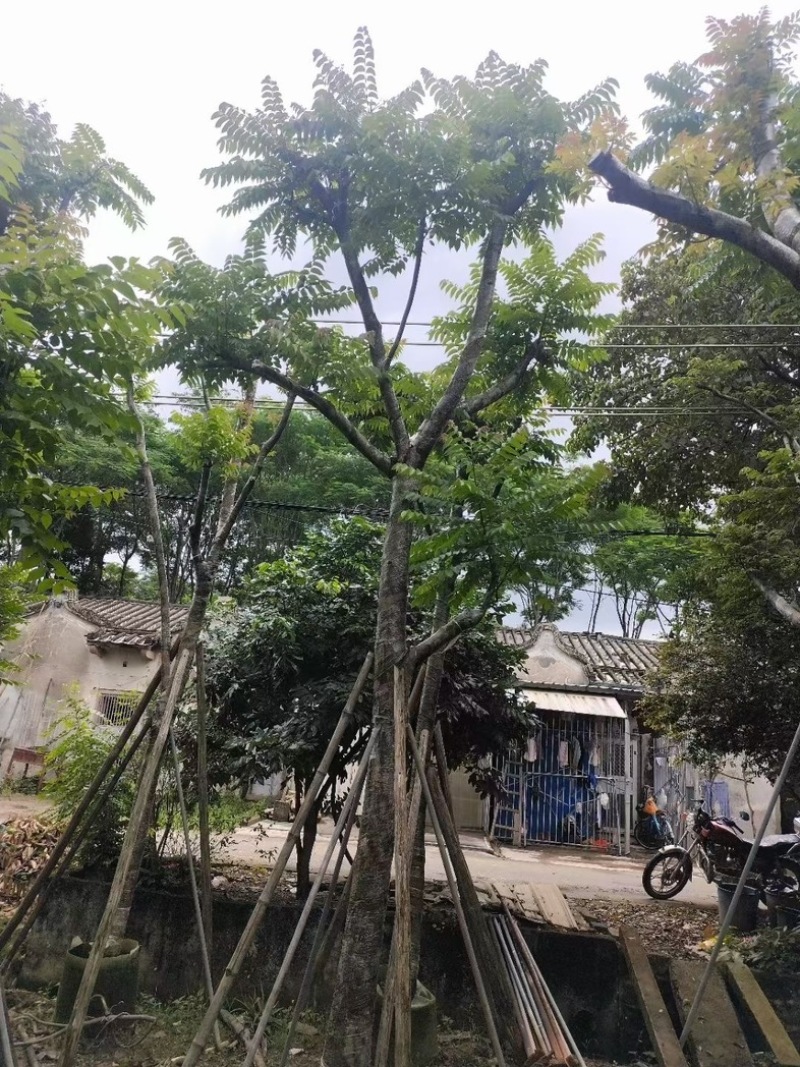 骨架光杆麻楝8-15公分基地直销规格齐全欢迎老板来电