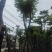 骨架光杆麻楝8-15公分基地直销规格齐全欢迎老板来电