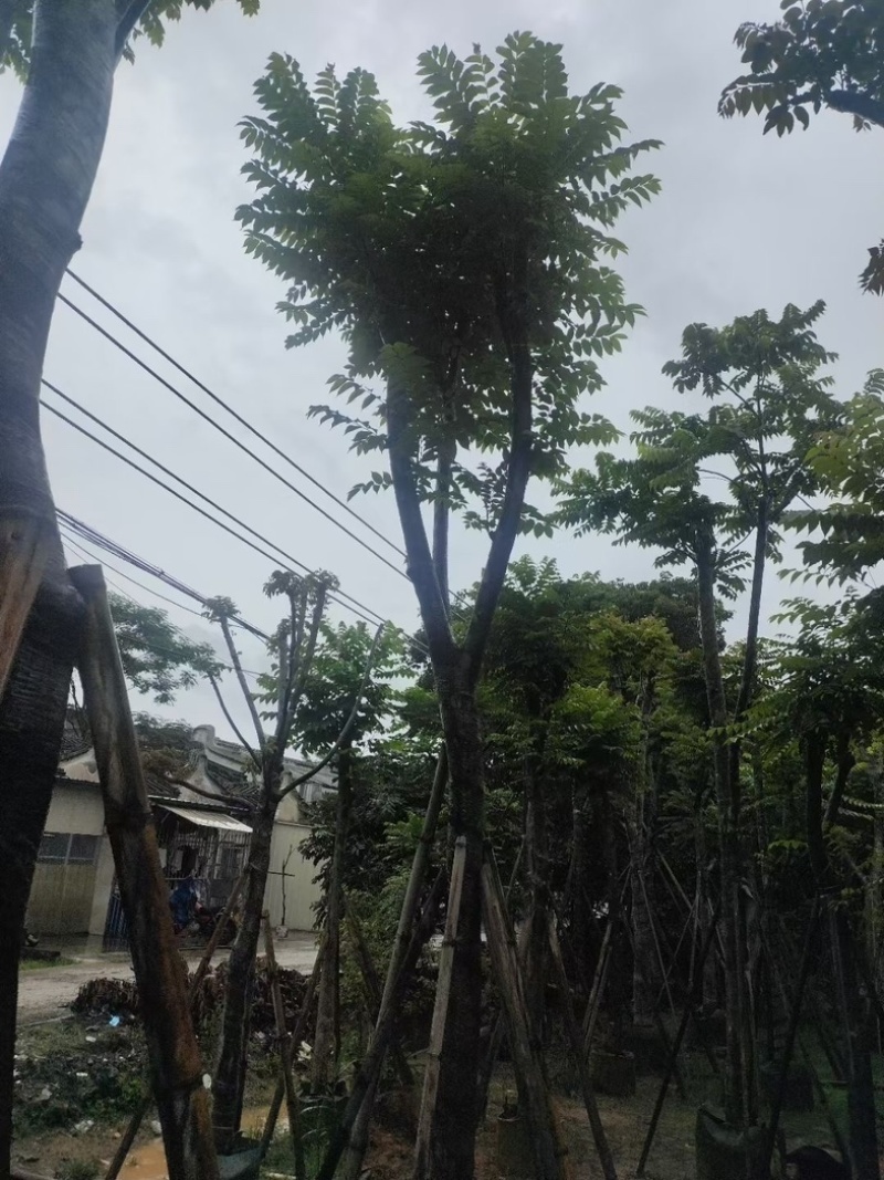 骨架光杆麻楝8-15公分基地直销规格齐全欢迎老板来电