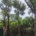 骨架光杆麻楝8-15公分基地直销规格齐全欢迎老板来电
