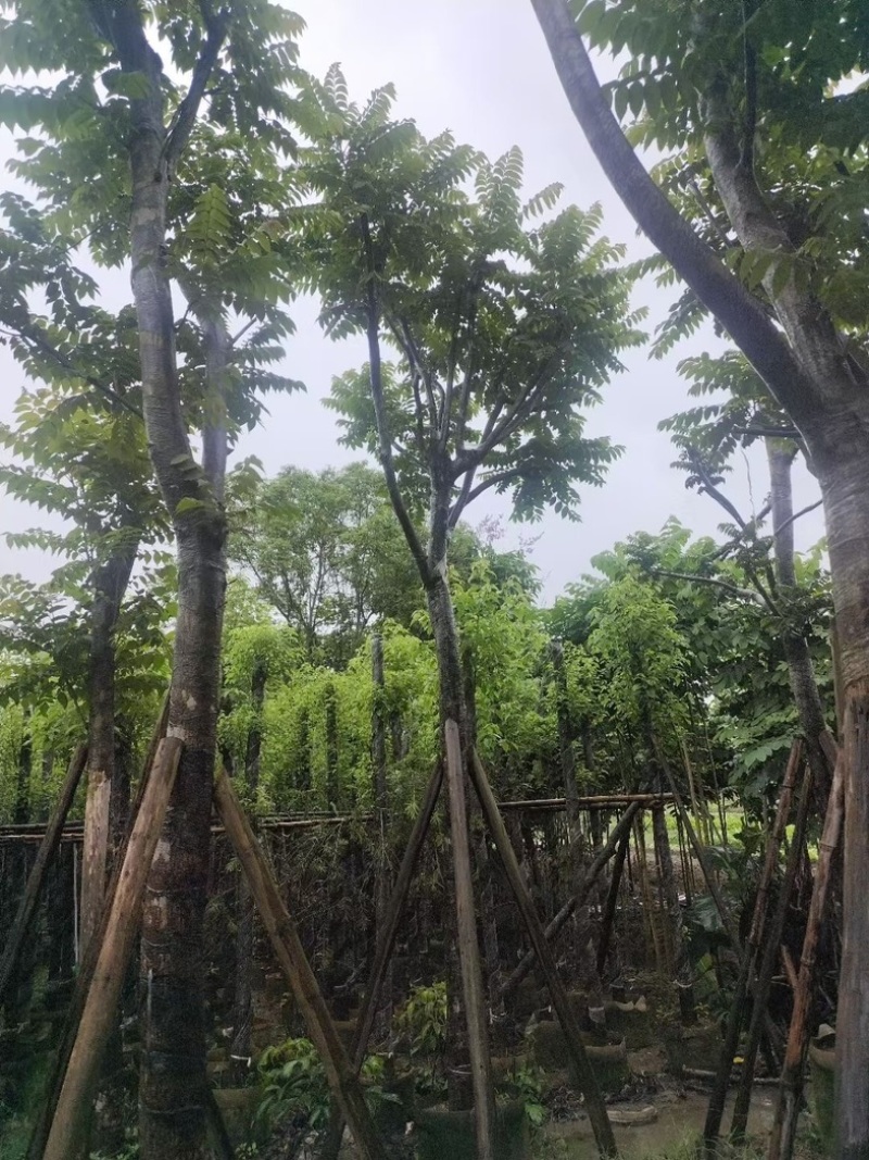 骨架光杆麻楝8-15公分基地直销规格齐全欢迎老板来电