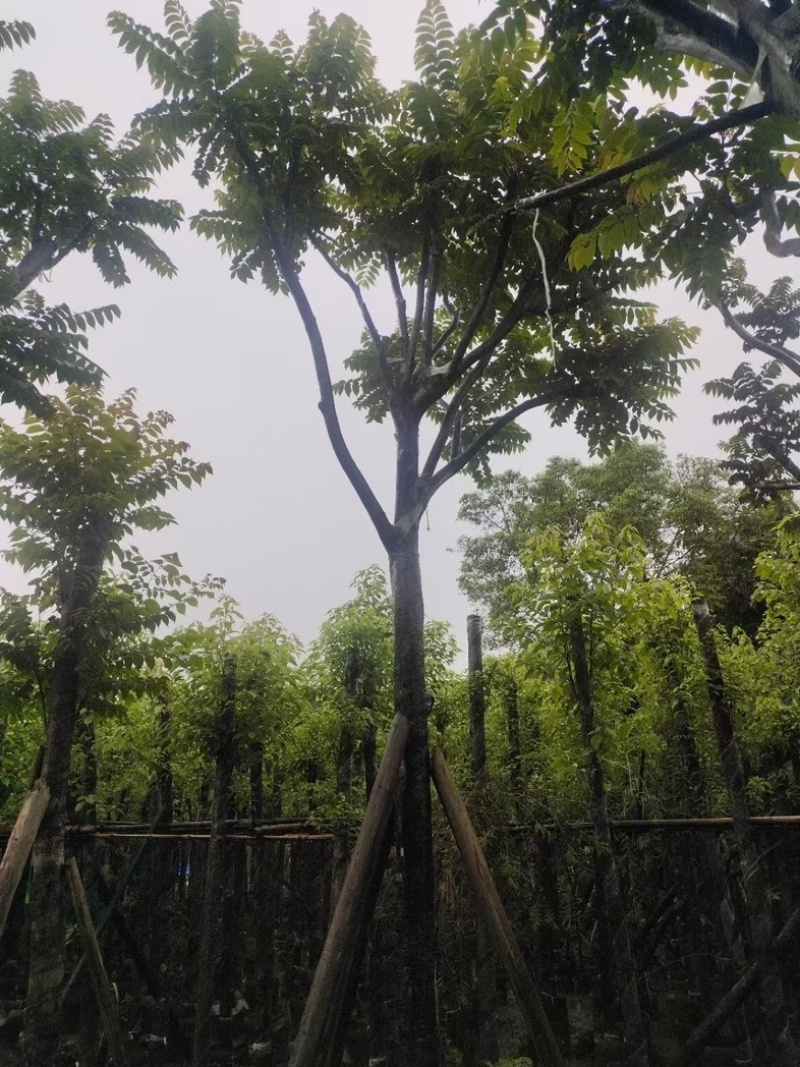 骨架光杆麻楝8-15公分基地直销规格齐全欢迎老板来电