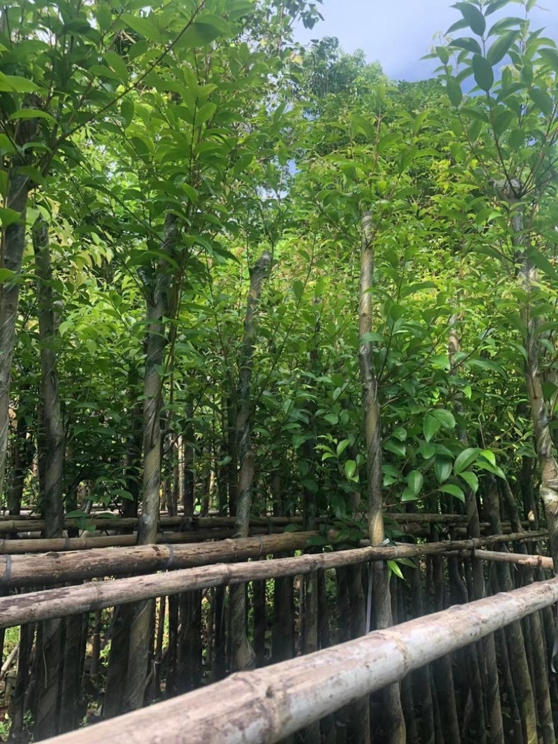 阴香树4～15公分基地直销规格齐全欢迎老板来电洽谈