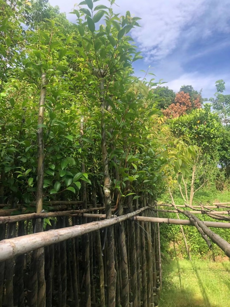 阴香树4～15公分基地直销规格齐全欢迎老板来电洽谈