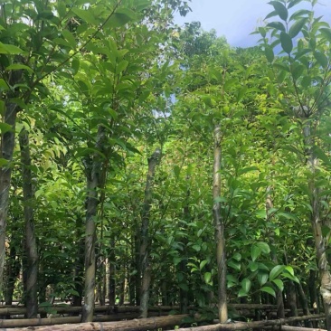 阴香树4～15公分基地直销规格齐全欢迎老板来电洽谈
