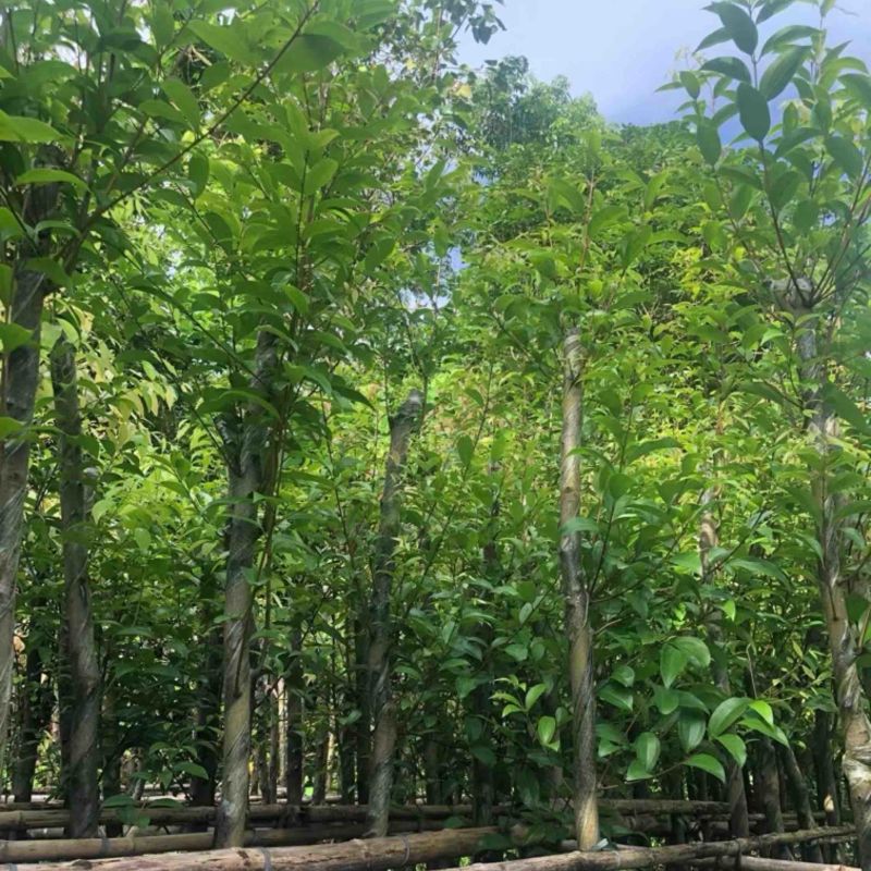 阴香树4～15公分基地直销规格齐全欢迎老板来电洽谈