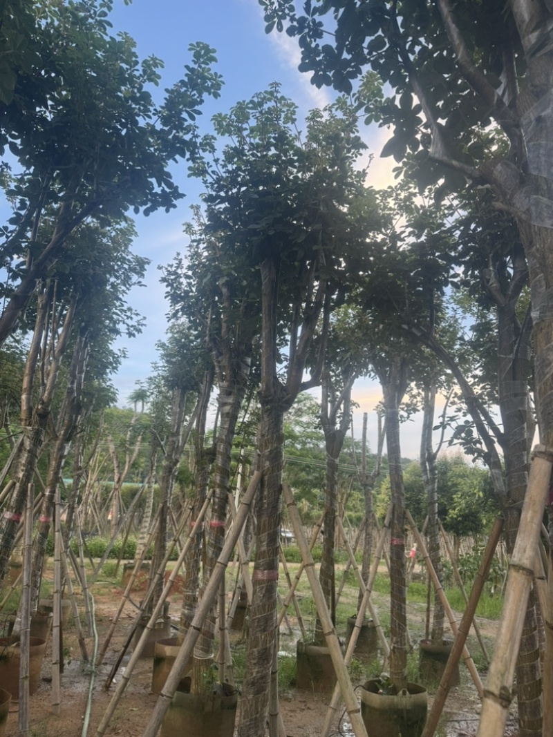 黄花风铃木10～18公分基地直销规格齐全欢迎老板来电