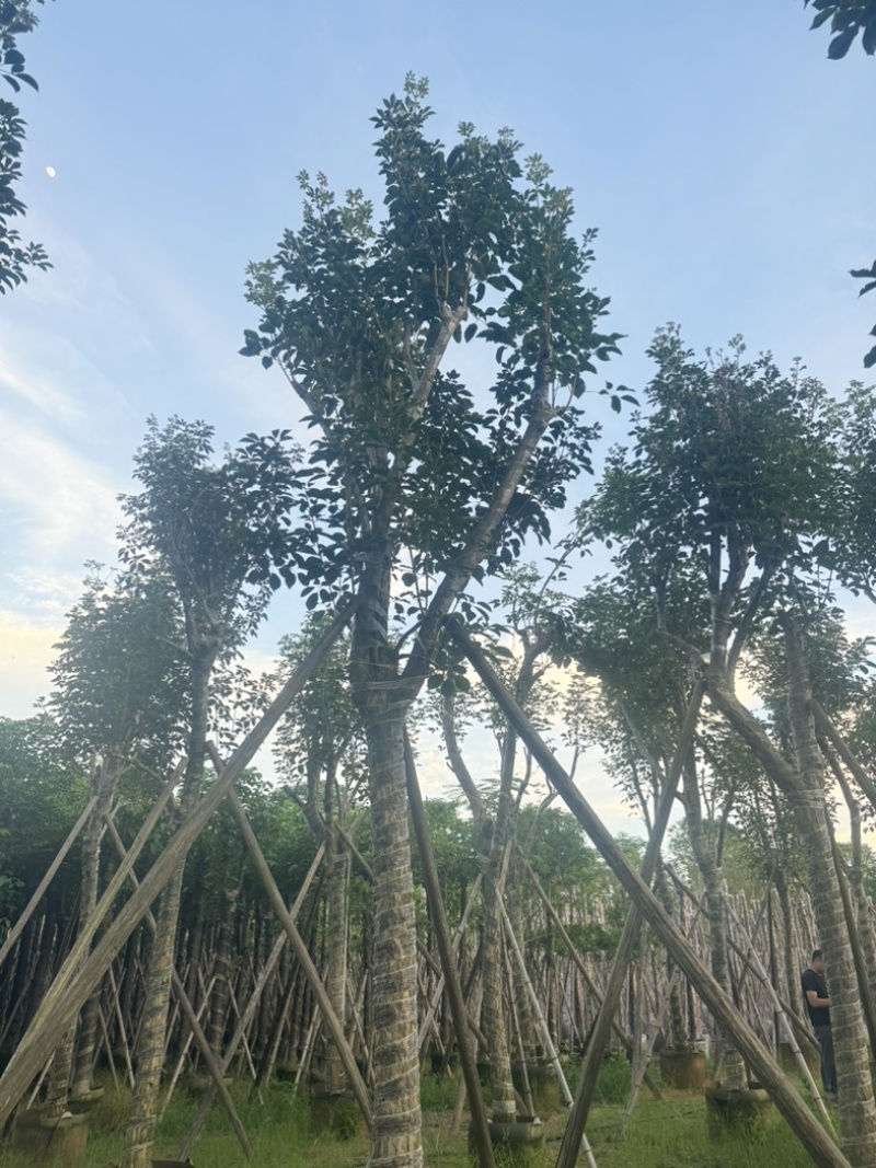 黄花风铃木10～18公分基地直销规格齐全欢迎老板来电