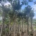 黄花风铃木10～18公分基地直销规格齐全欢迎老板来电