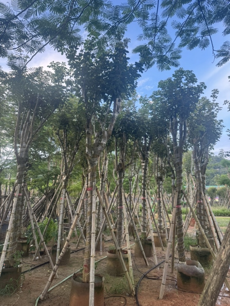 黄花风铃木10～18公分基地直销规格齐全欢迎老板来电