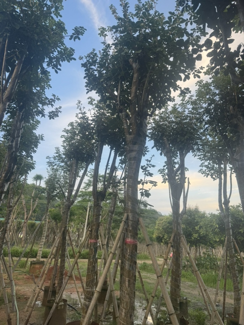 黄花风铃木10～18公分基地直销规格齐全欢迎老板来电