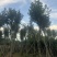 黄花风铃木10～18公分基地直销规格齐全欢迎老板来电