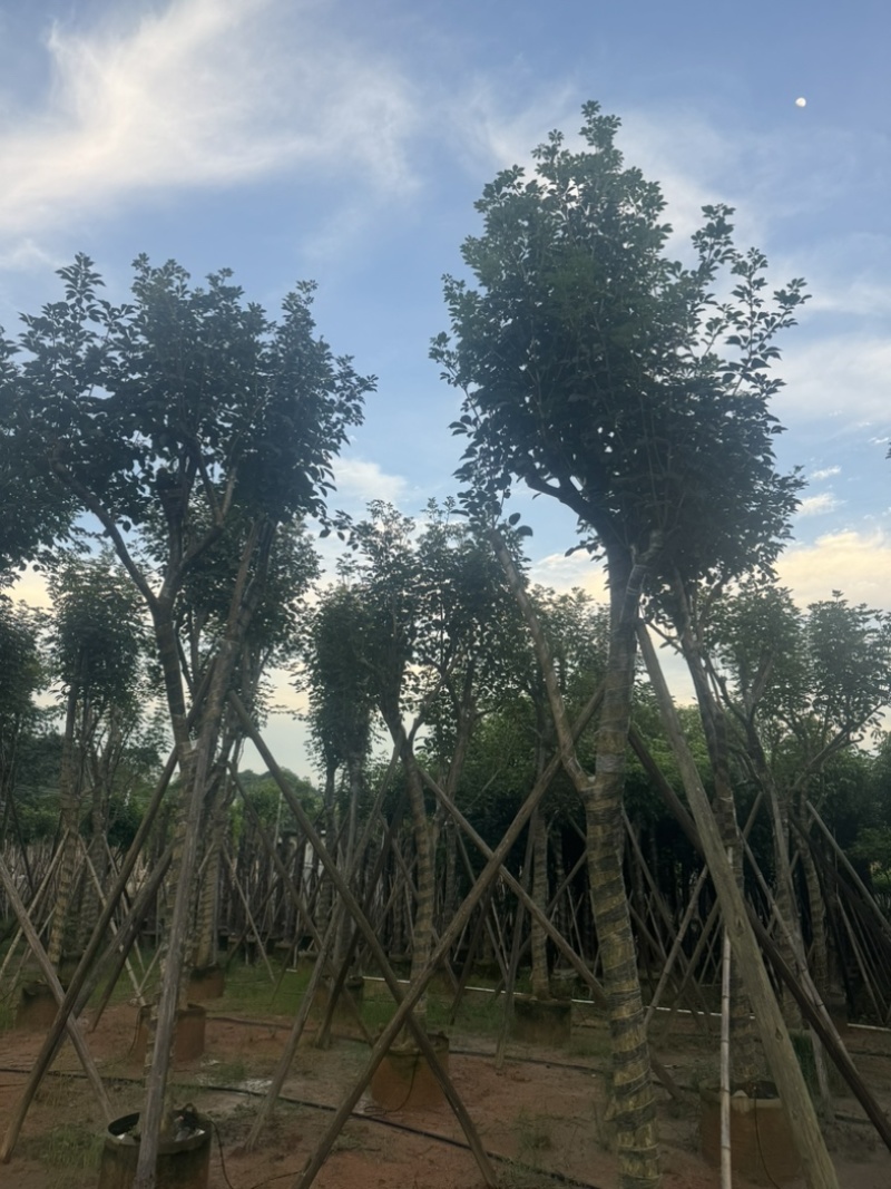 黄花风铃木10～18公分基地直销规格齐全欢迎老板来电