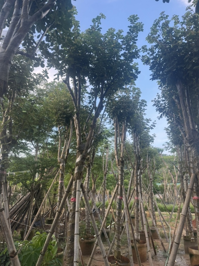 黄花风铃木10～18公分基地直销规格齐全欢迎老板来电