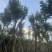 黄花风铃木10～18公分基地直销规格齐全欢迎老板来电