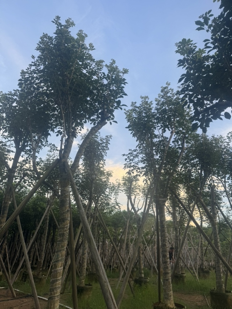 黄花风铃木10～18公分基地直销规格齐全欢迎老板来电