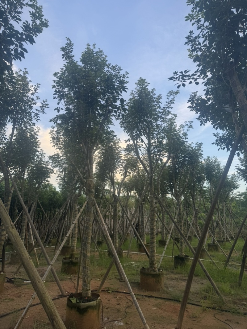 黄花风铃木10～18公分基地直销规格齐全欢迎老板来电