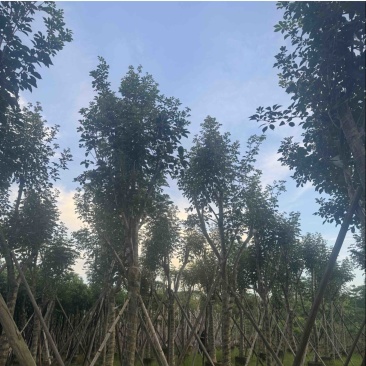 黄花风铃木10～18公分基地直销规格齐全欢迎老板来电