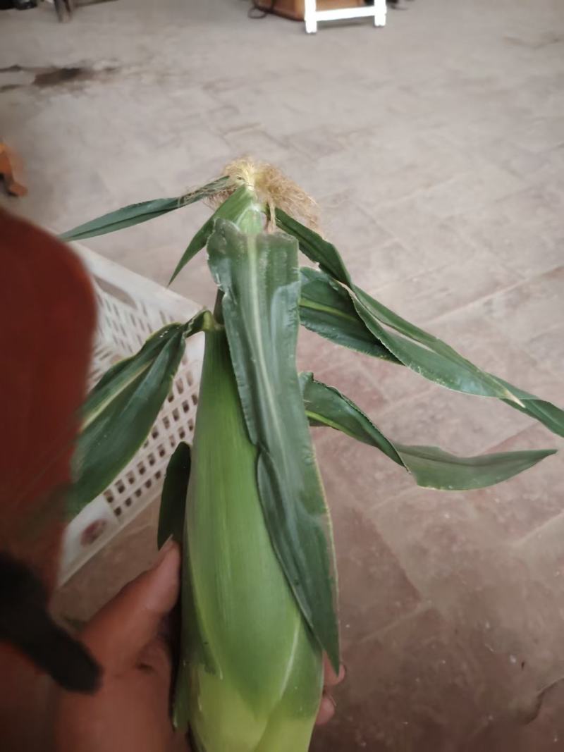水果玉米大量上市中有需要