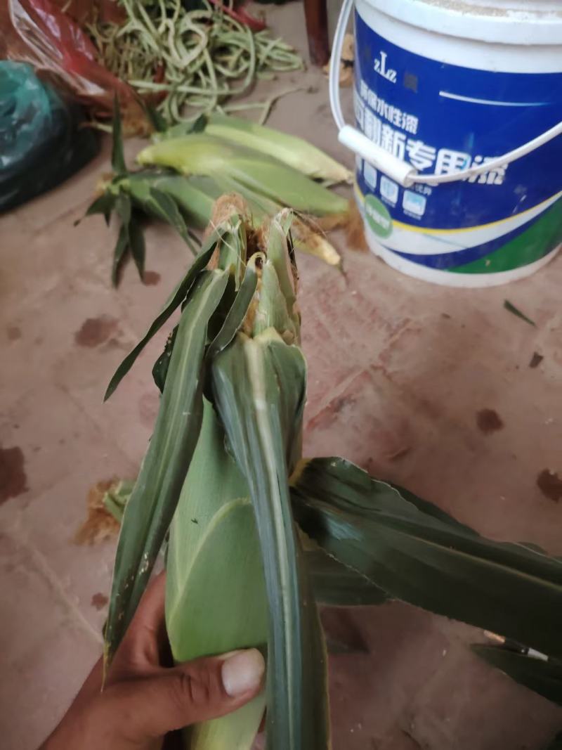 水果玉米大量上市中有需要