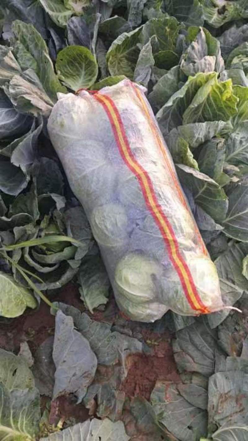 超好的甘蓝有货了哦，价格优惠阶梯价，有要的朋友请联系我