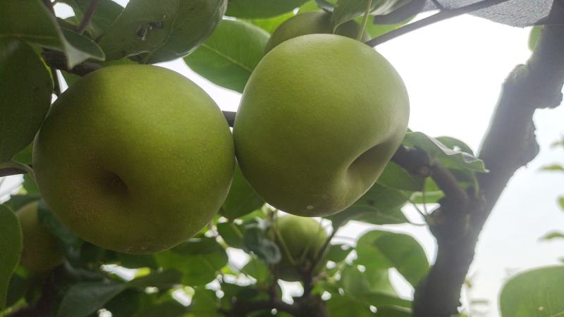 518翠玉梨苹果梨