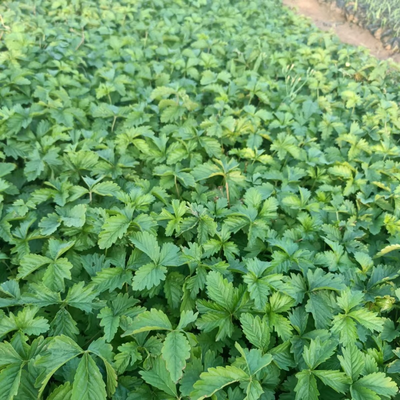 三叶委陵菜的匍匐茎发达，匍匐茎上有不定根与土壤接触后可快