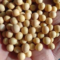 黄豆，黑龙江省非转基因黄豆，全国发货价格超低，有需要的联