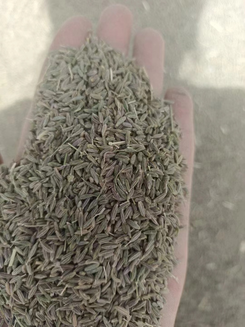 阿拉尔大量孜然可抢购，欢迎各位老板前来订货