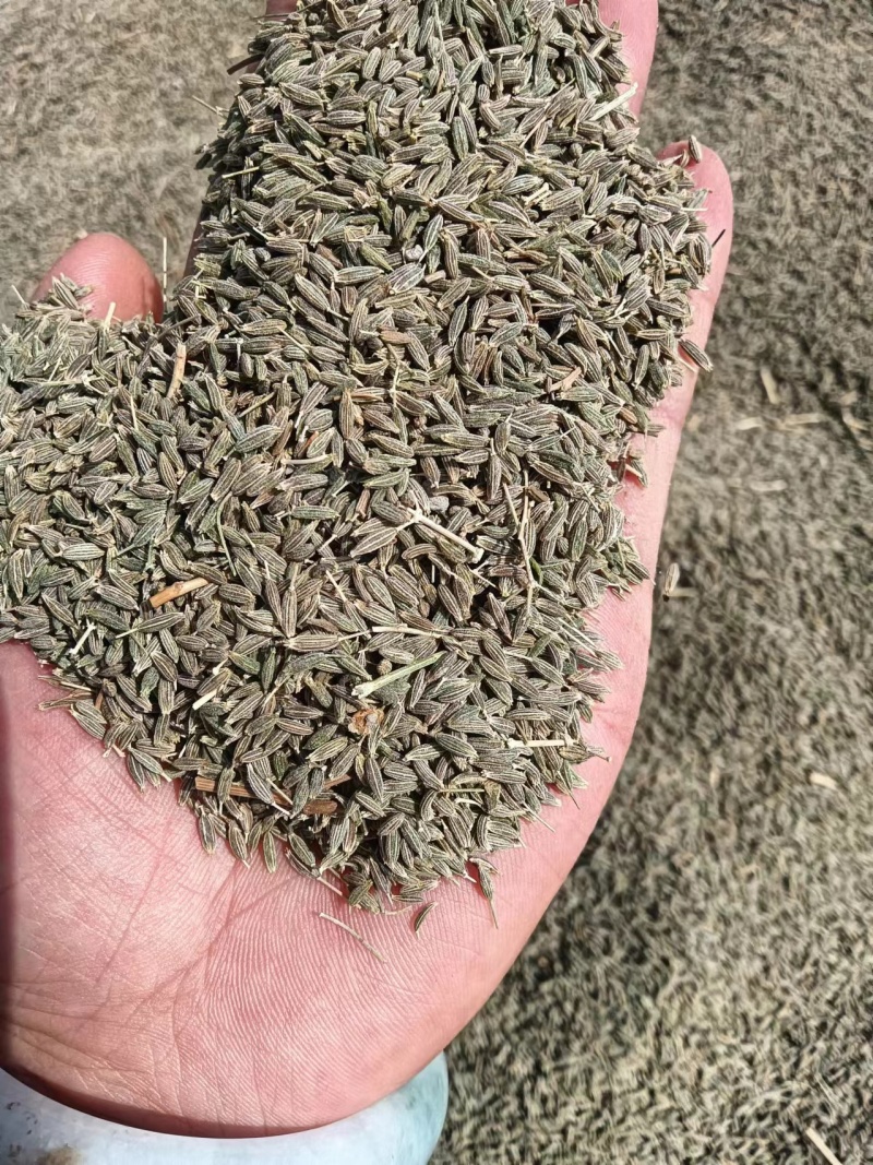 阿拉尔大量孜然可抢购，欢迎各位老板前来订货