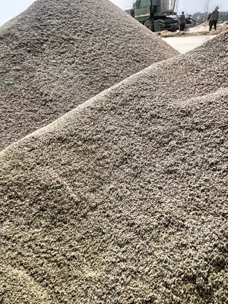 阿拉尔大量孜然可抢购，欢迎各位老板前来订货
