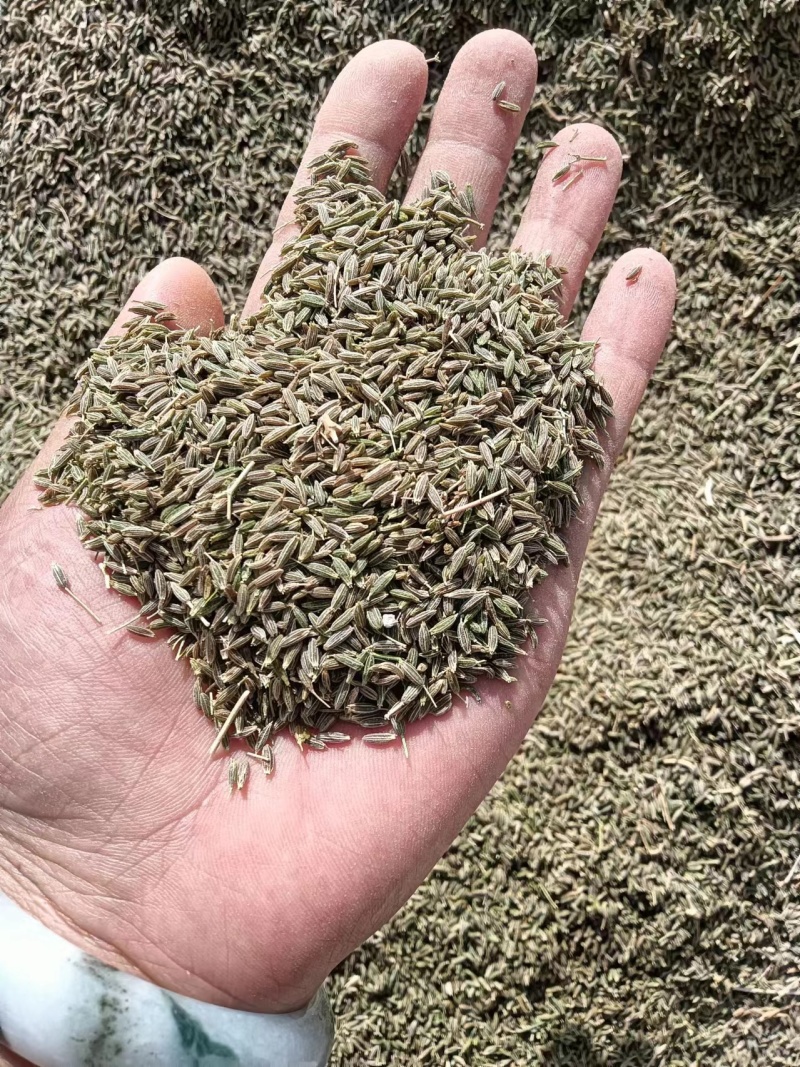 阿拉尔大量孜然可抢购，欢迎各位老板前来订货
