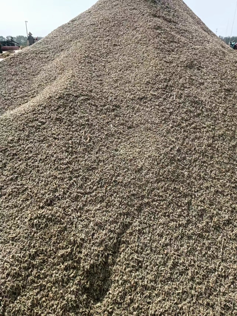 阿拉尔大量孜然可抢购，欢迎各位老板前来订货