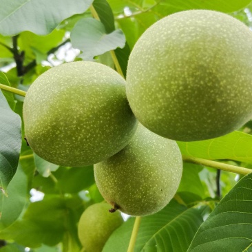 河南灵宝青皮核桃