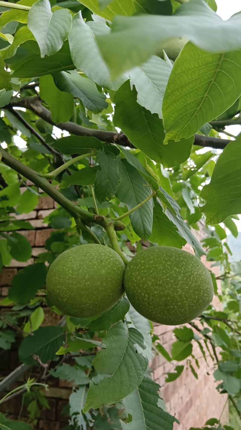 河南灵宝青皮核桃