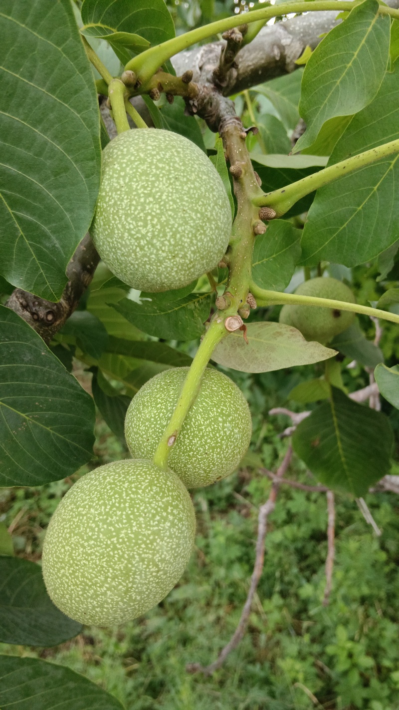 河南灵宝青皮核桃