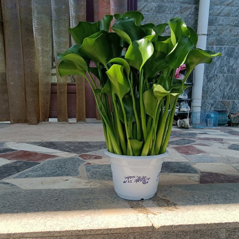 优质水葫芦
