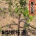 m型拉枝机器果树神器定型拉树开角神器整箱批发包邮