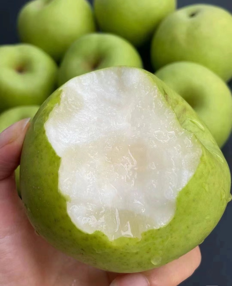 砀山县酥脆一号梨，光果梨。大量上市产地直发可视频看货