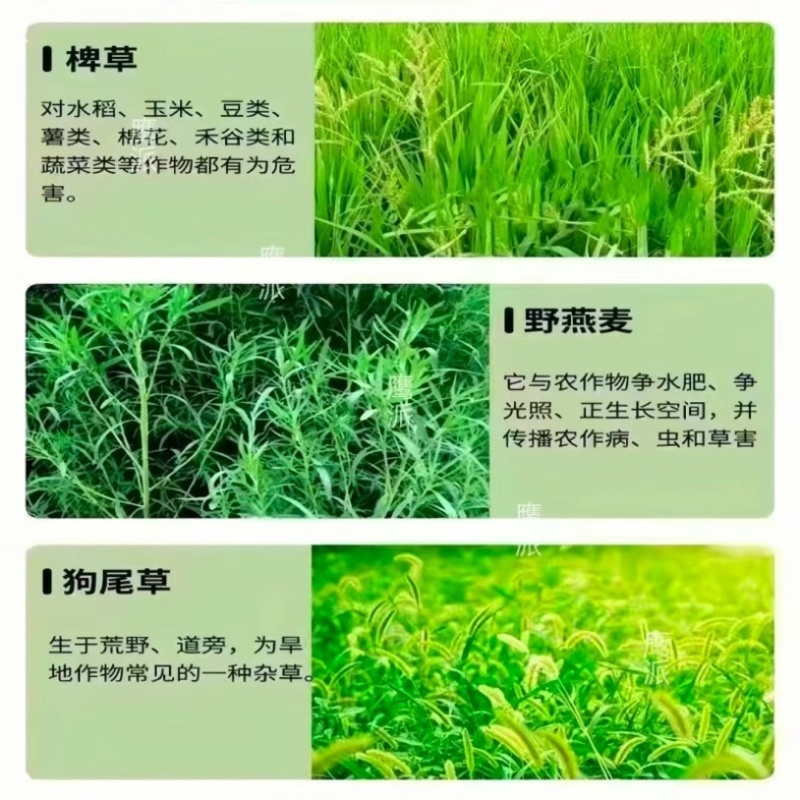 精草铵膦铵盐