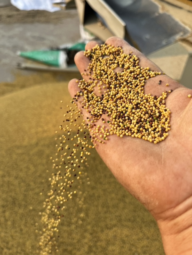 我们这里的纯本地黄菜籽，含油41油色金黄，香味浓郁，