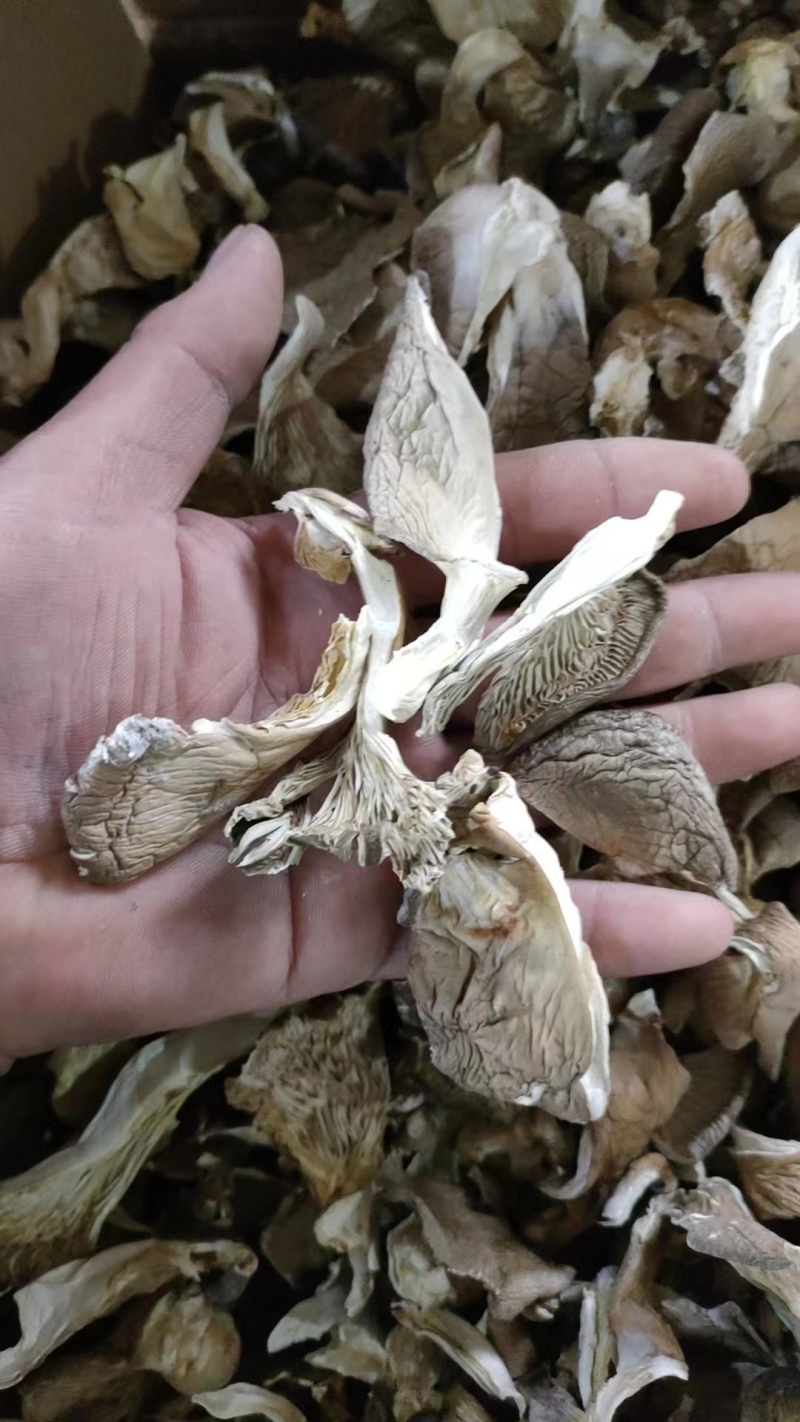 优质鲍鱼菇，河北千亩基地直供，对接各种批发商