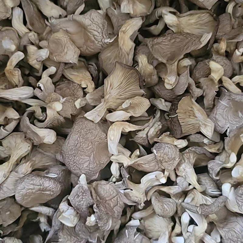优质鲍鱼菇，河北千亩基地直供，对接各种批发商