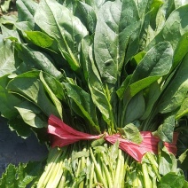 菠菜