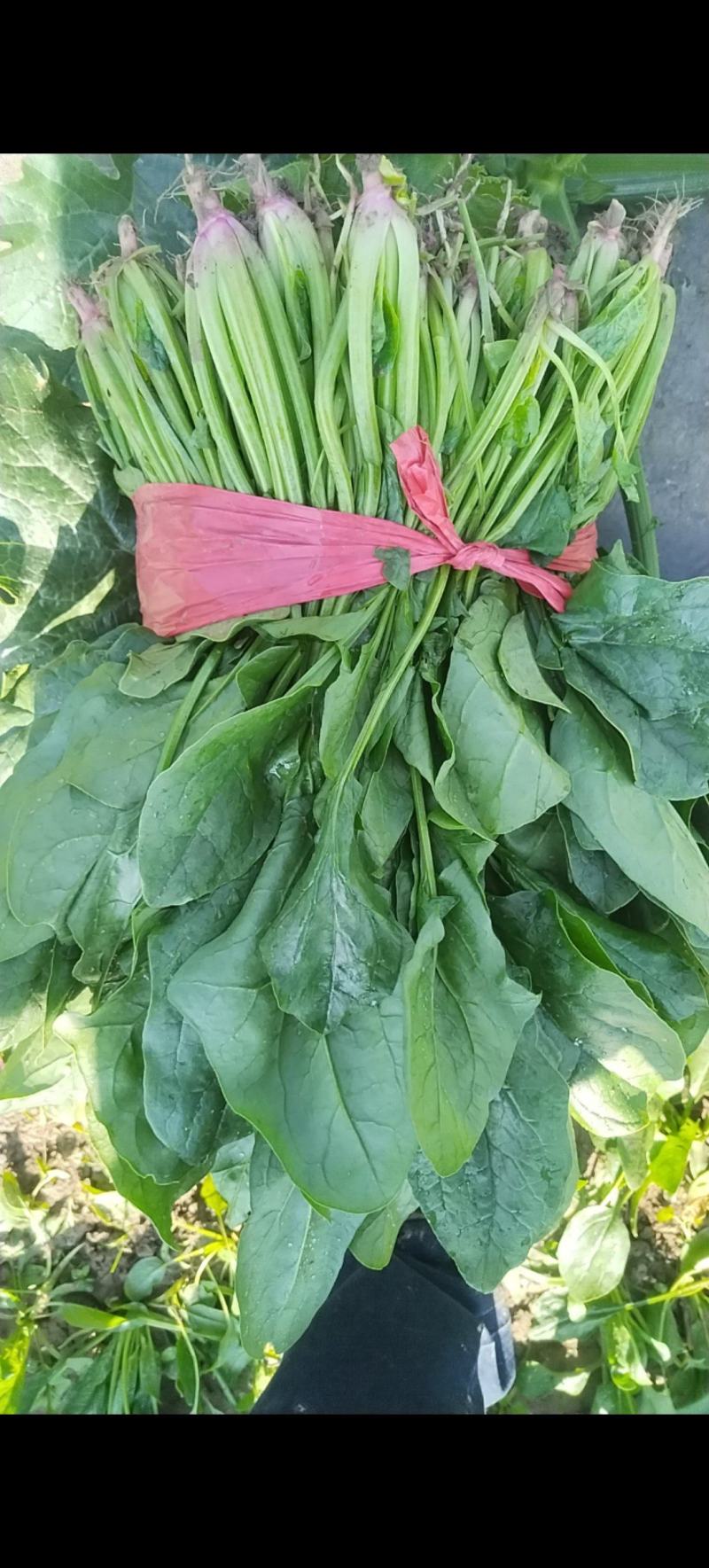 菠菜