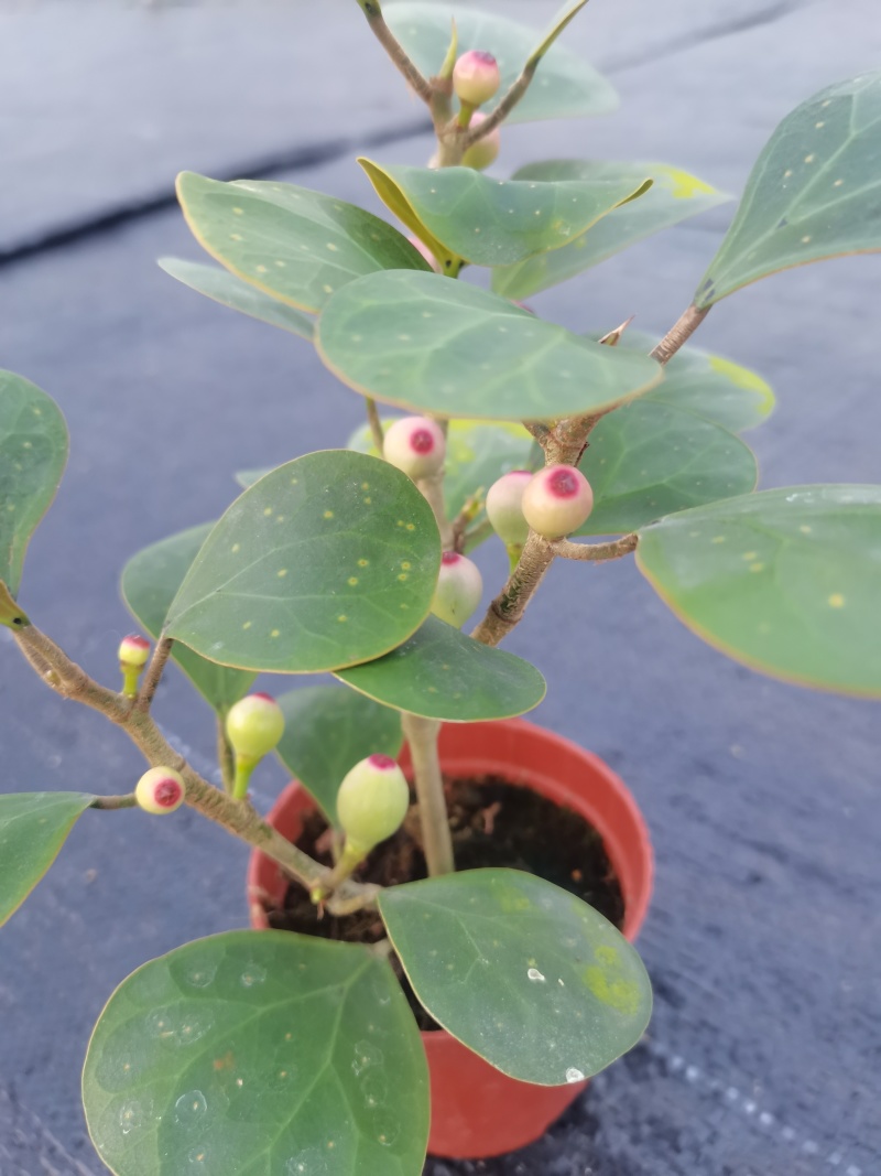 【量大优惠】广东佛山90杯小盼菩提现挖现发